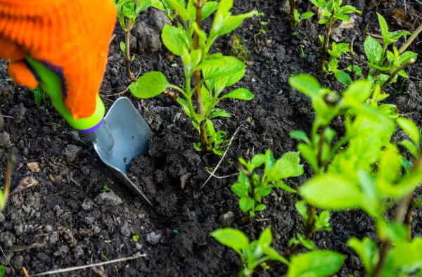 Hydrangea Planting in Annapolis