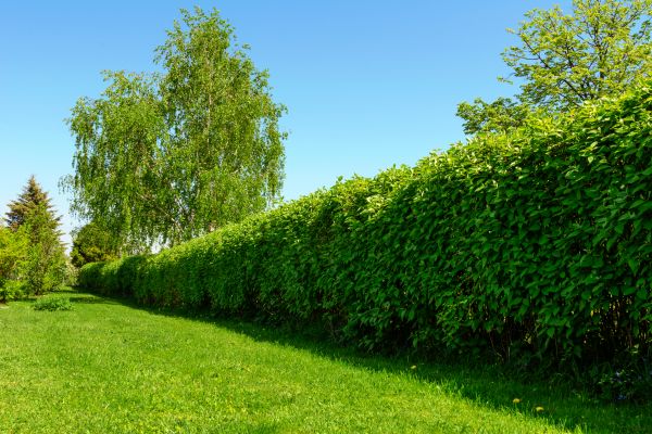 Hedge Replacement in Annapolis