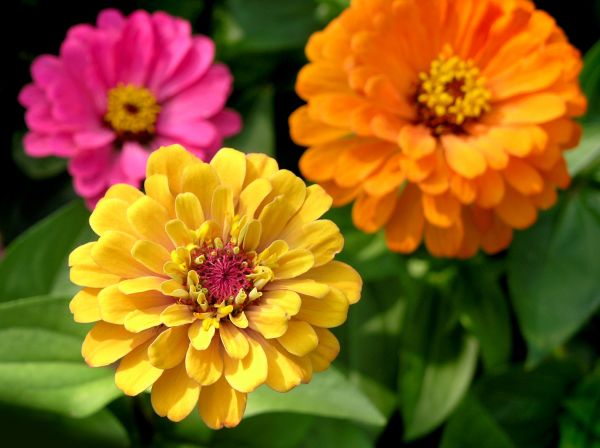 Zinnia Planting in Annapolis