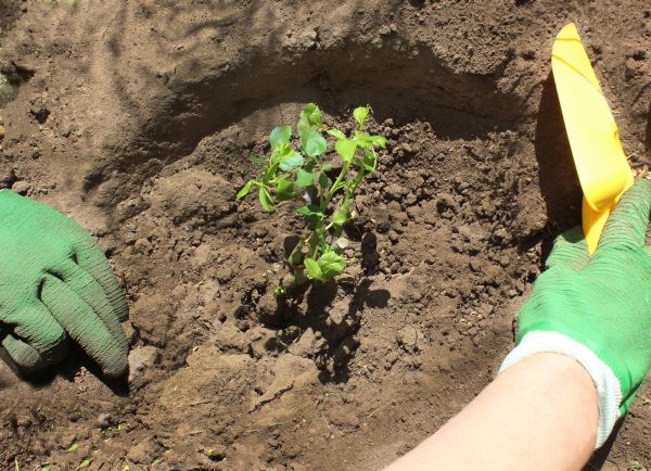 Rose Bush Planting in Annapolis
