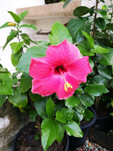 Hibiscus Planting in Annapolis