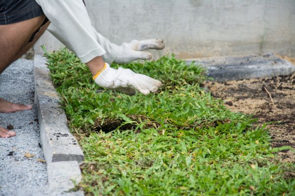 Ground Cover Planting in Annapolis
