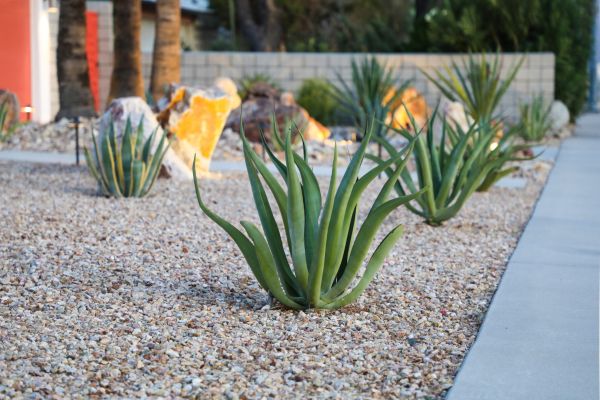 Drought Resistant Landscaping in Annapolis