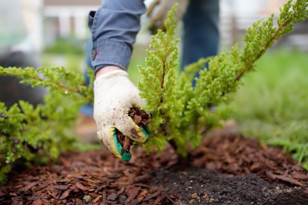 Church Mulching in Annapolis