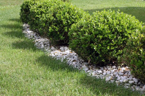 Boxwood Planting in Annapolis