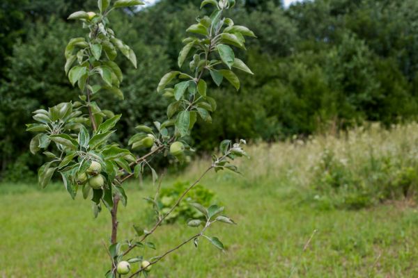 Apple Tree Planting in Annapolis