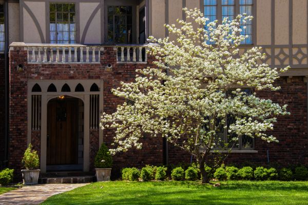 Dogwood Tree Planting in Annapolis